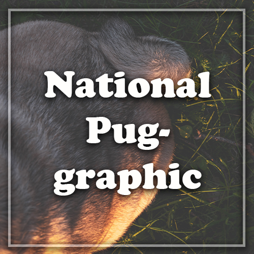 National Pug-graphic